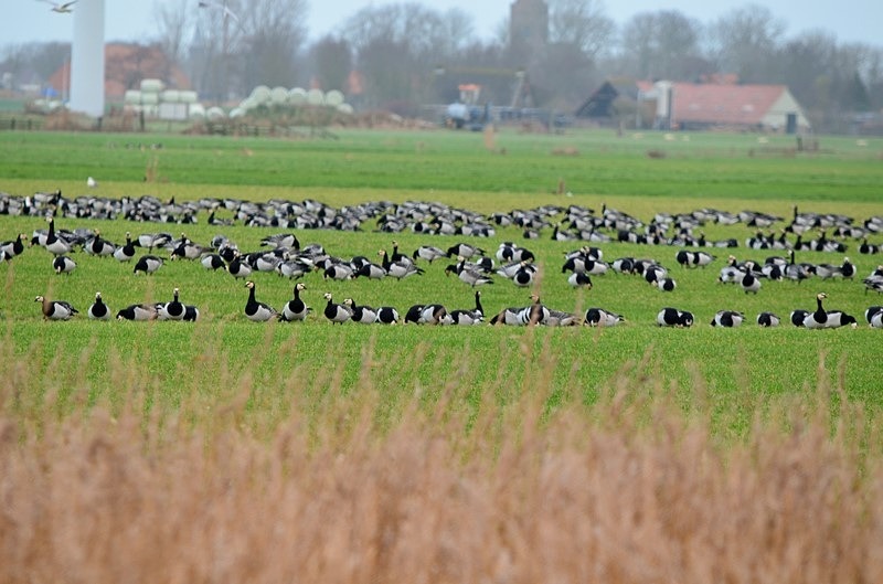 Barnacle Geese - Netherlands - December 2019