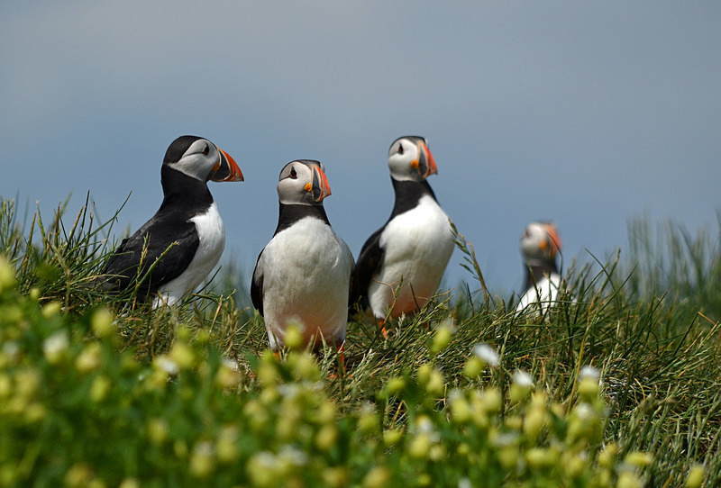 Puffins - Puffins