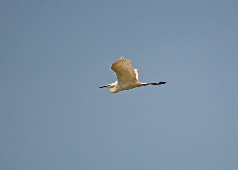 Great White Egret - Hungary