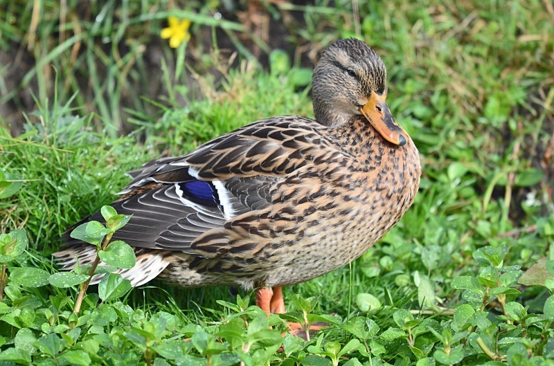 Mallard - Dabbling ducks