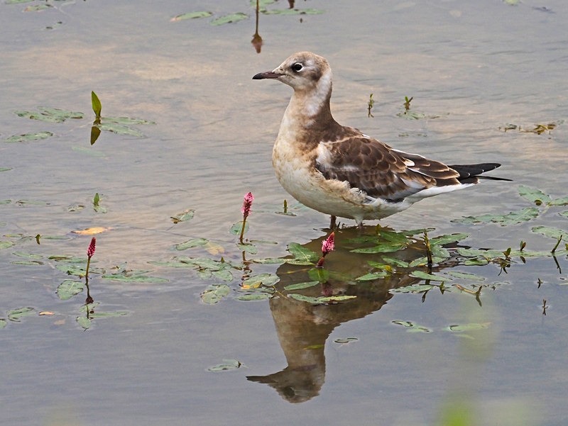 Juvenile Black-headed Gull - Gulls