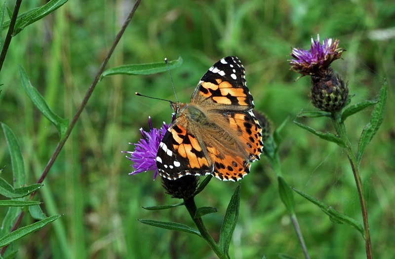 Painted Lady - Butterflies