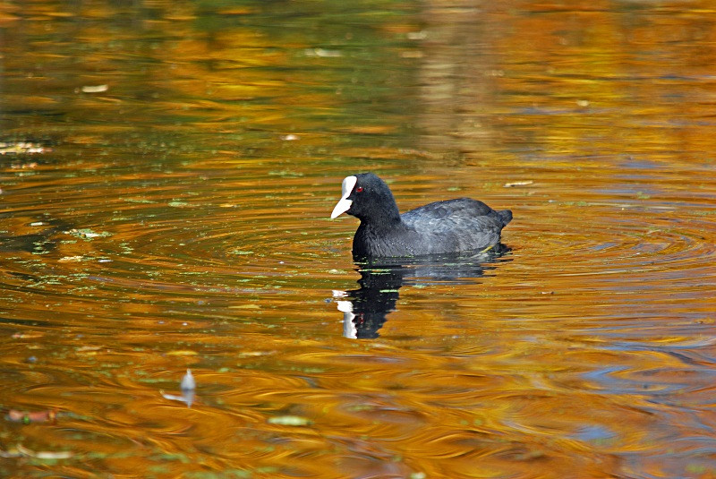 Coot - Crakes and rails