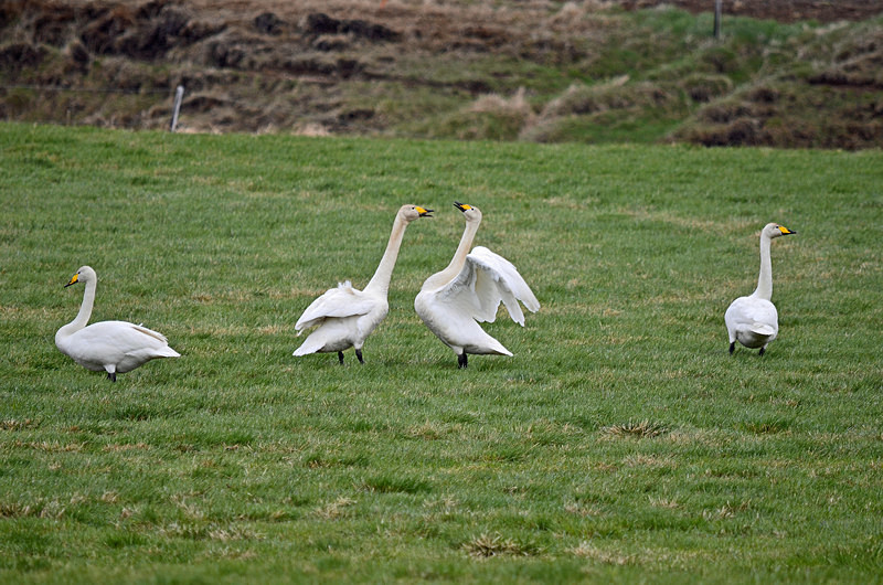 Whooper Swans - North east Iceland