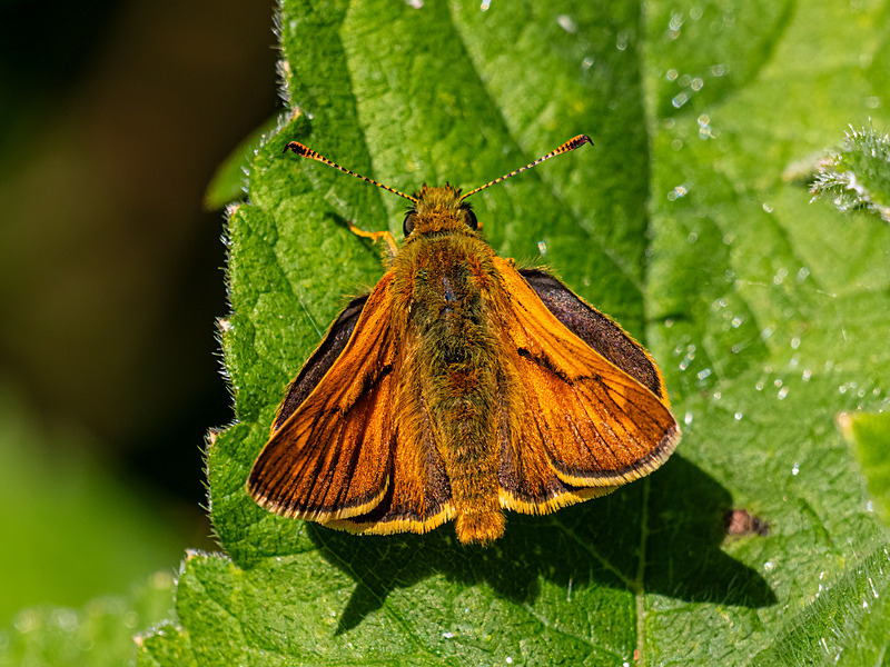 Large Skipper - Latest photos