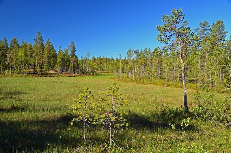 Pasvikdalen, Troms og Finnmark, Norway - North Norway