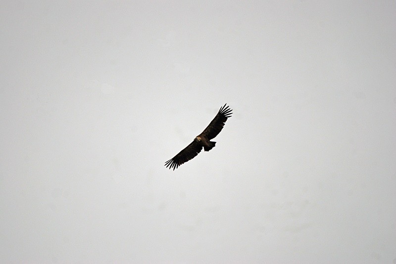 Griffon Vulture - South and north west Spain - September 2010