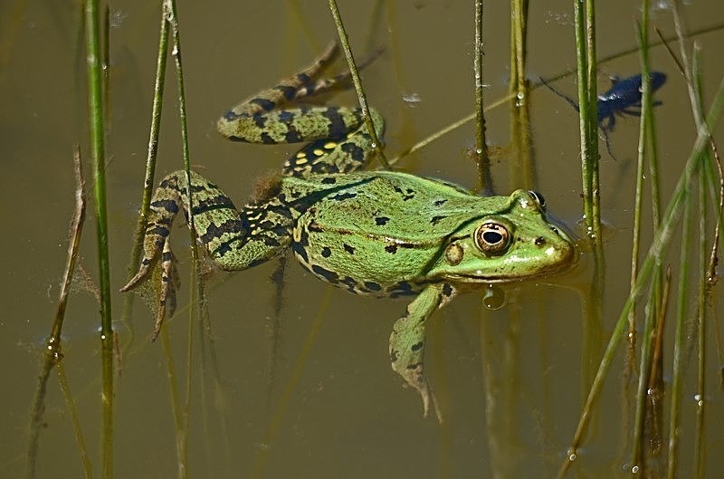 June 2017 - Marsh Frog - Photos of the month