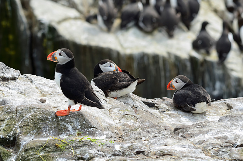 Puffins - Puffins