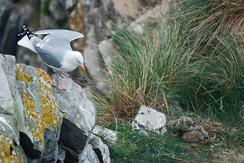Herring Gull and chicks - Gulls