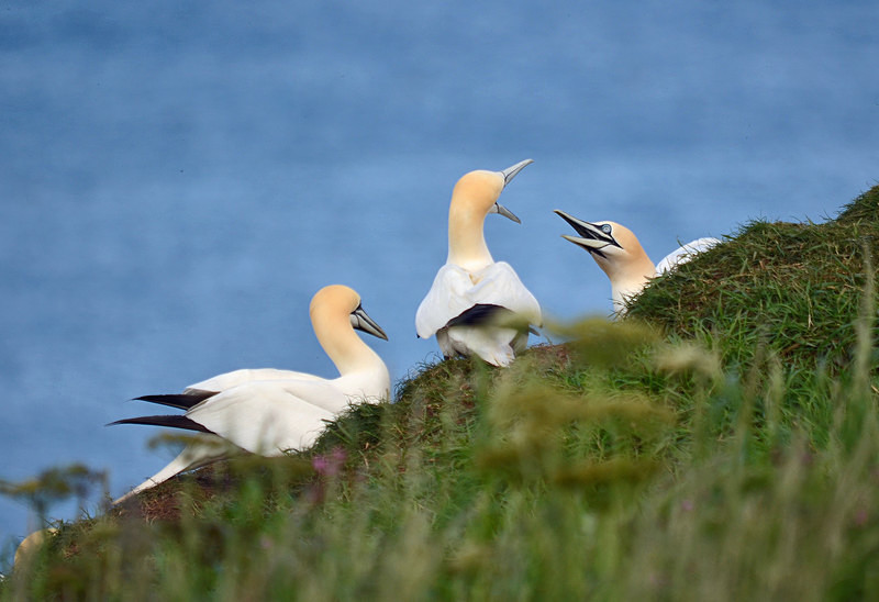 Gannets - Gannets