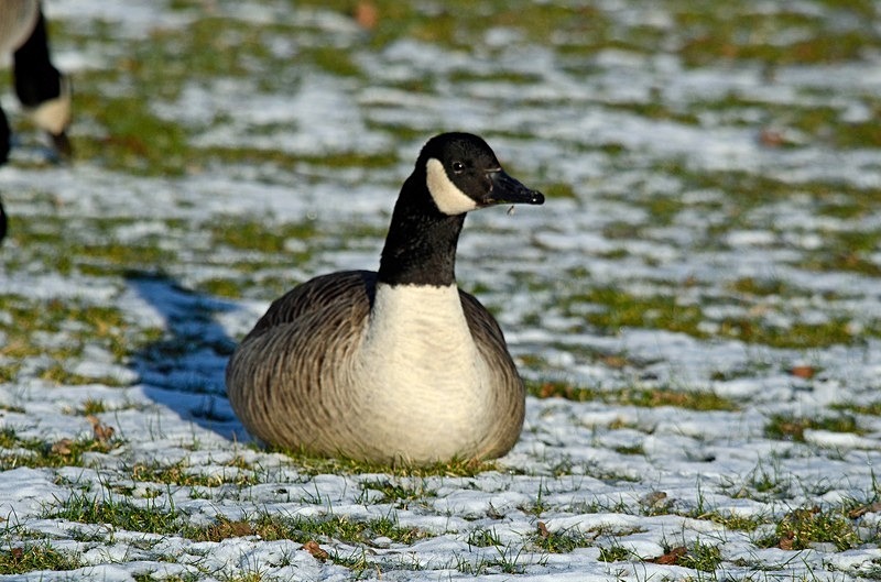 Canada Goose - Black geese