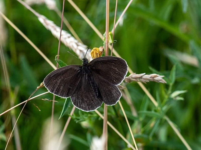 Ringlet - Butterflies
