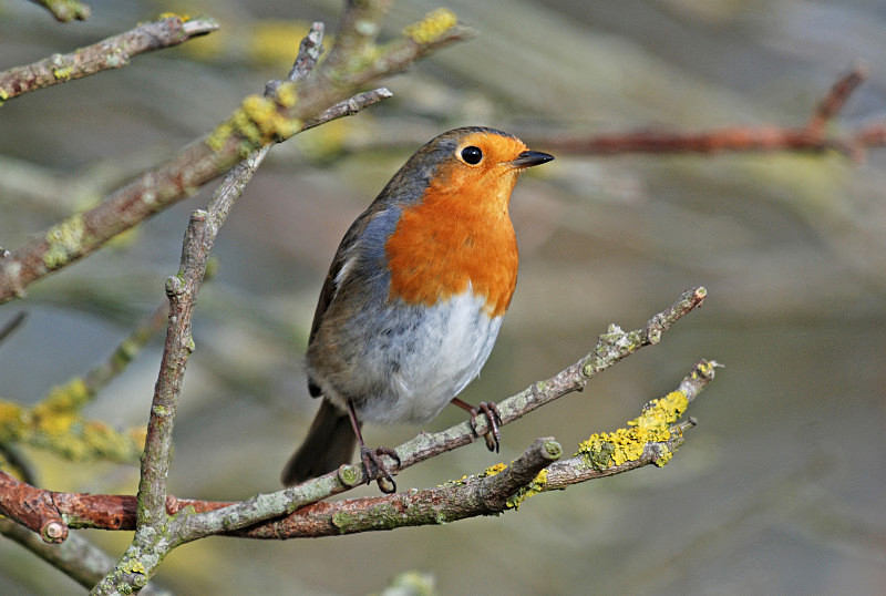 Robin - Robins