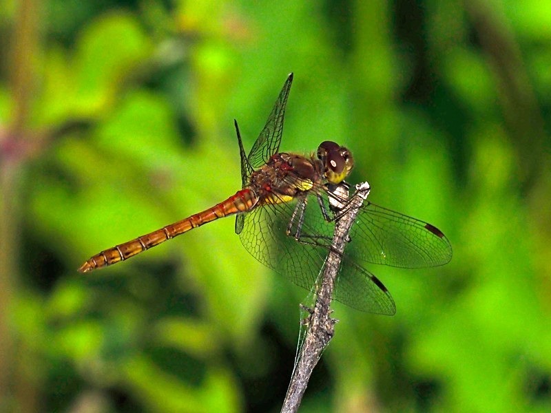 Common Darter - Dragonflies and damselflies