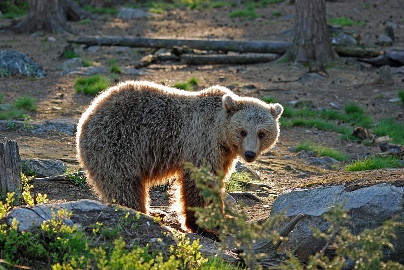 Brown Bear - North Finland and north Norway - May and June 2009