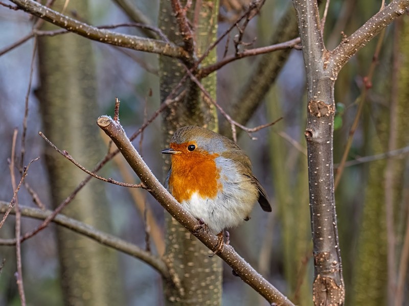 Robin - Robins