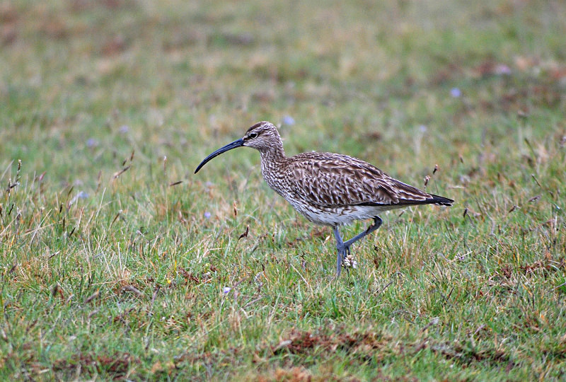 Whimbrel - Sandpipers