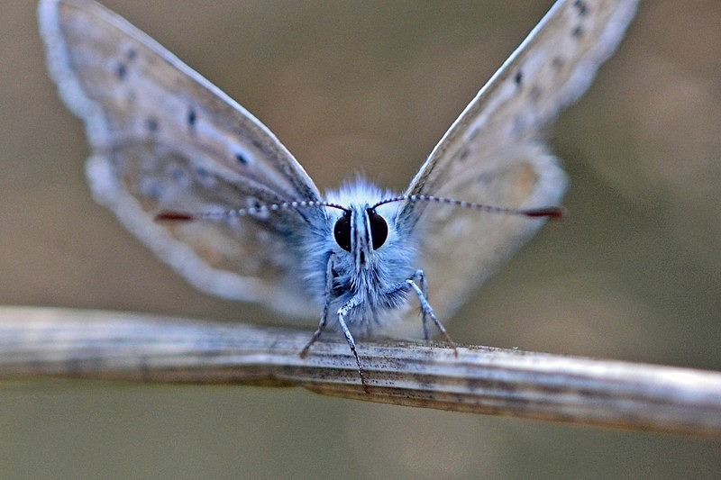 Common Blue - Butterflies