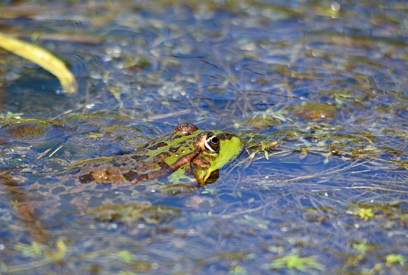Marsh Frog - Frogs and toads
