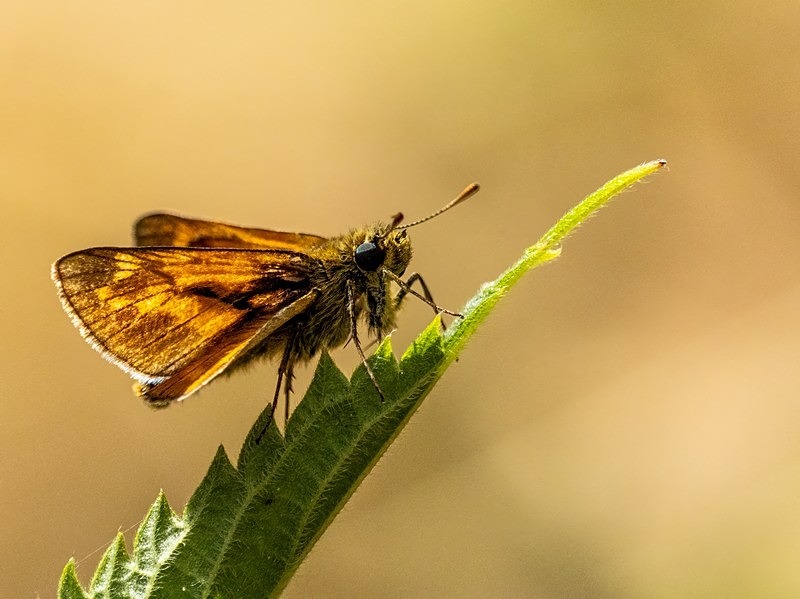 Large Skipper - Butterflies