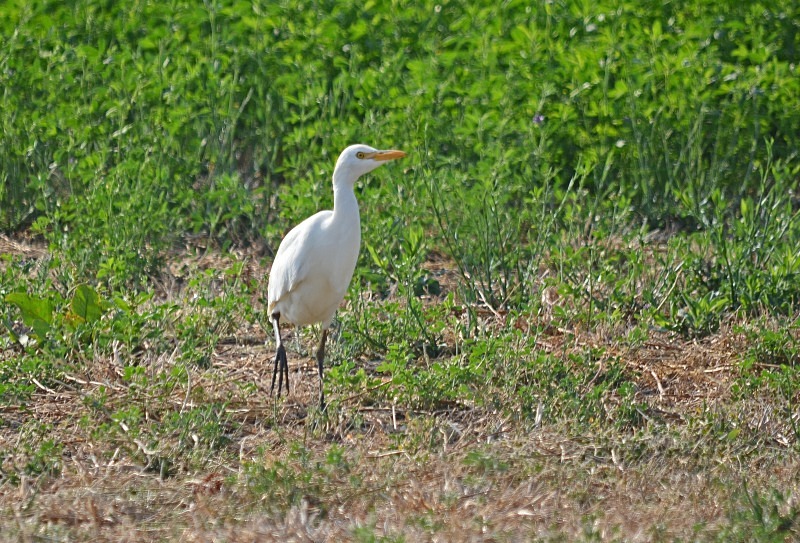 Cattle Egret - South Spain - September 2013