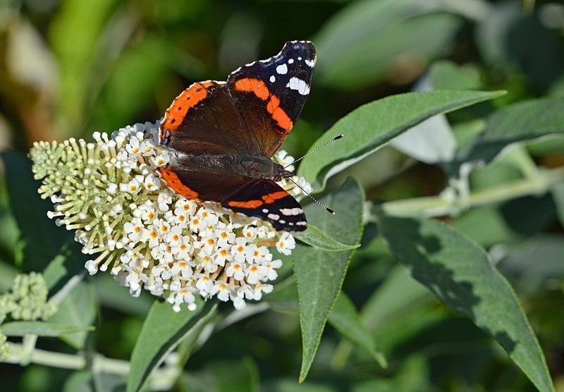 Red Admiral - Butterflies