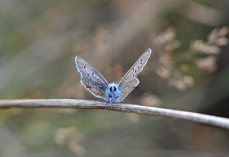 Common Blue - Butterflies