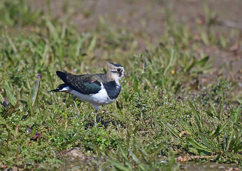Lapwing - Plovers