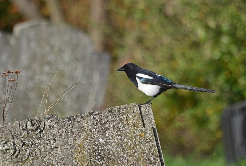 Magpie - Crows