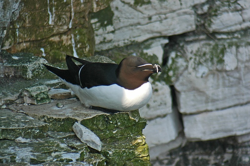 Razorbill - Auks