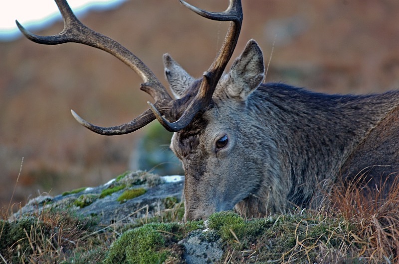 Red Deer - Red Deer