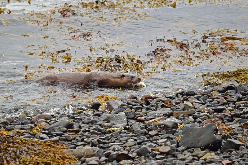 Otter - Otters