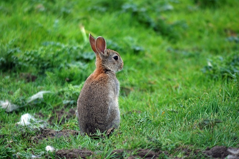 Rabbit - Other mammals