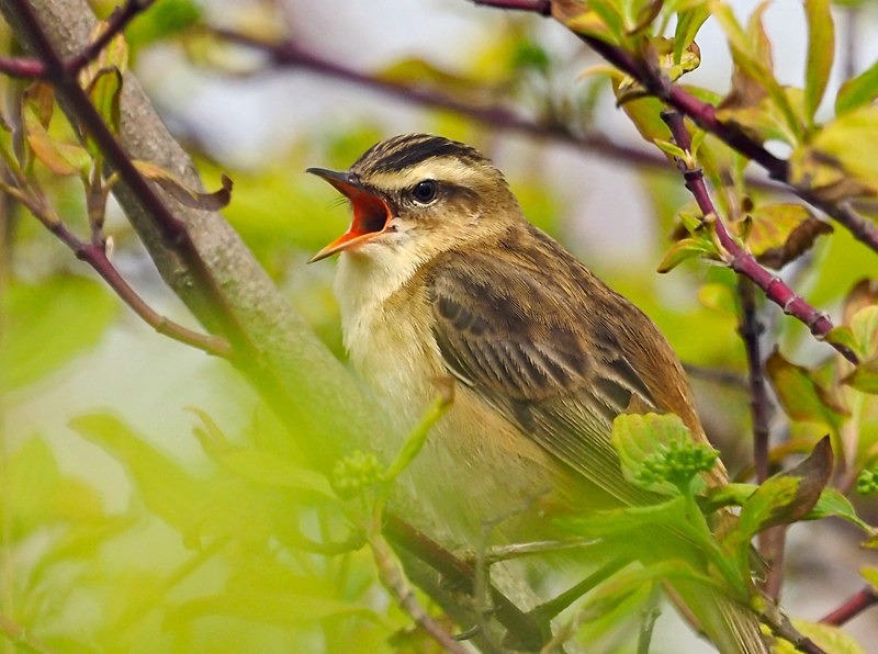 Sedge Warbler - Warblers