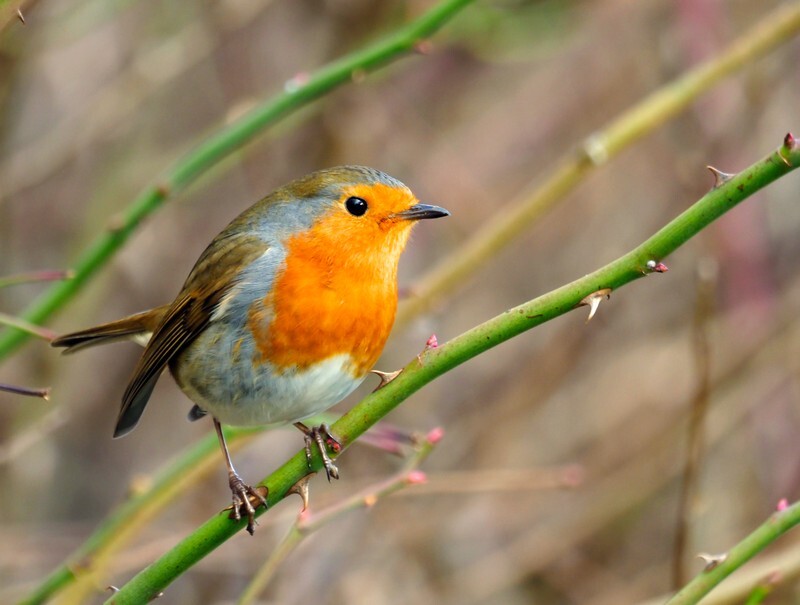 Robin - Robins
