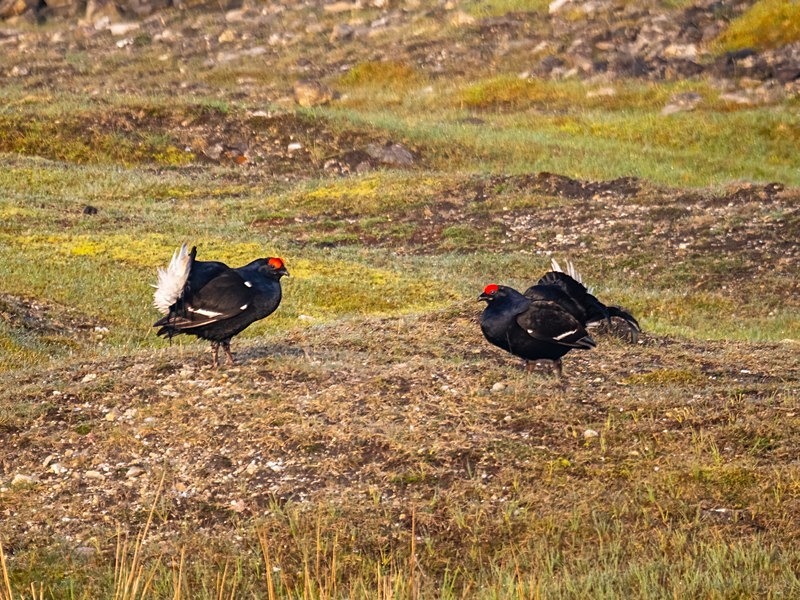Black Grouse - Game birds