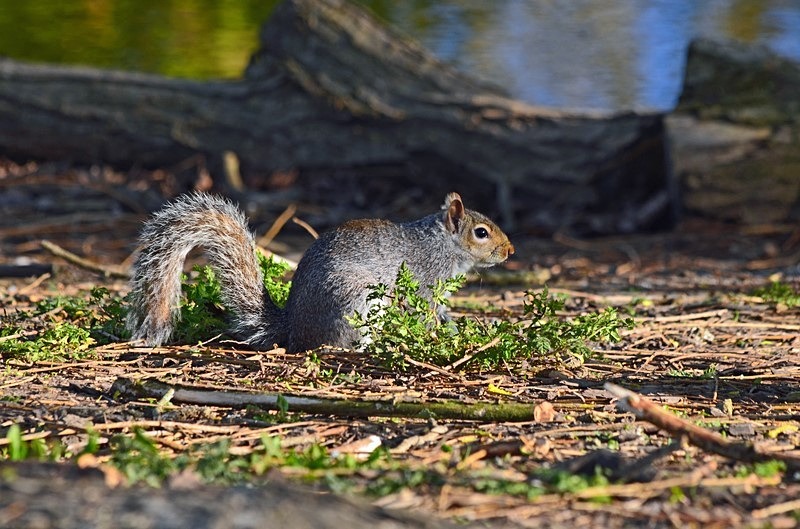 Grey Squirrel - Grey Squirrels