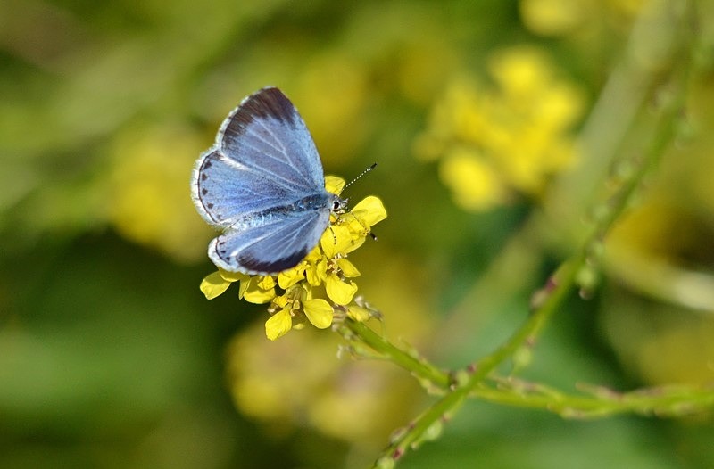 Holly Blue - Butterflies