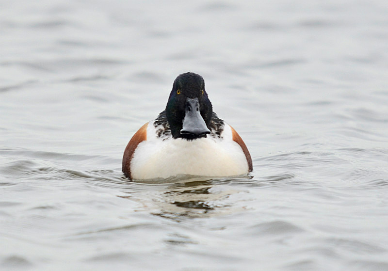 Shoveler - Dabbling ducks