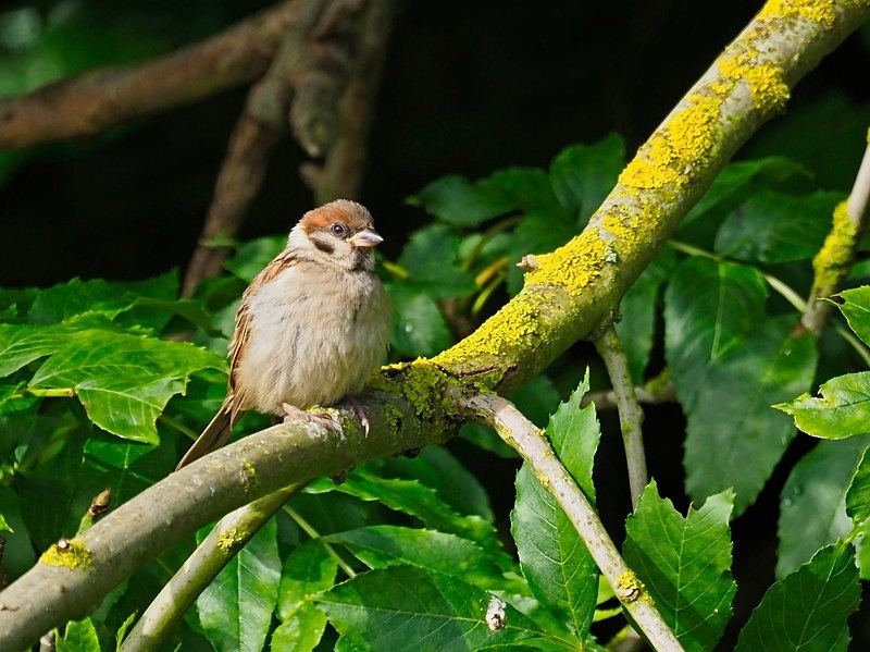 Tree Sparrow - Sparrows