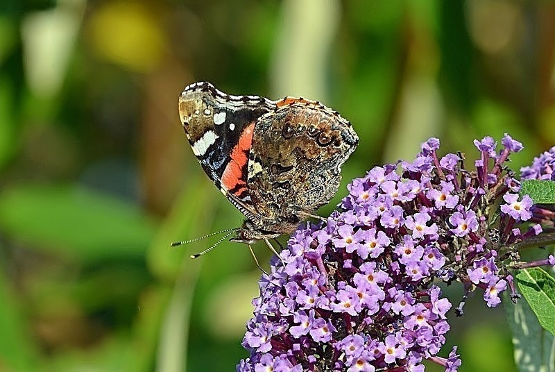 August 2019 - Red Admiral - Photos of the month