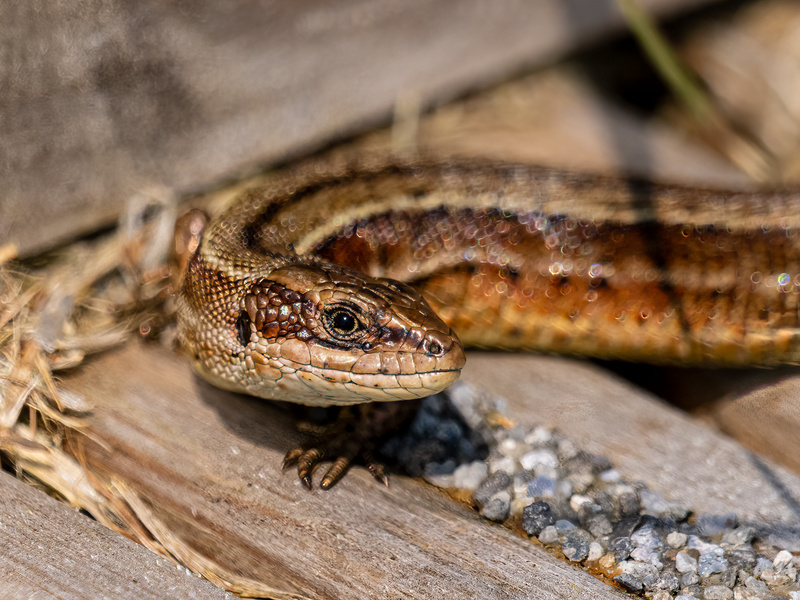Common Lizard - Latest photos