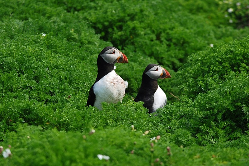 Puffins - Puffins