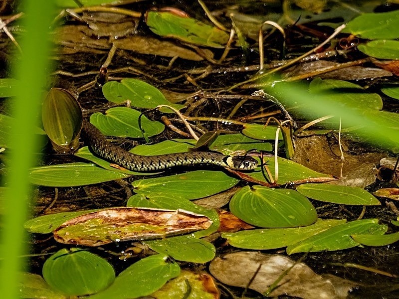 August 2022 - Grass Snake - Photos of the month