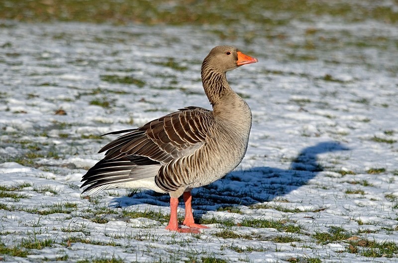 Greylag Goose - Grey geese