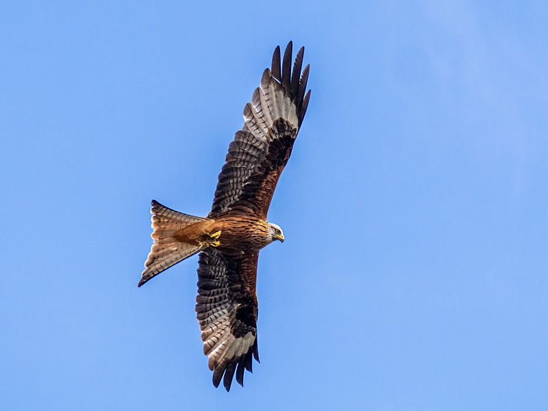 Red Kite - Latest photos