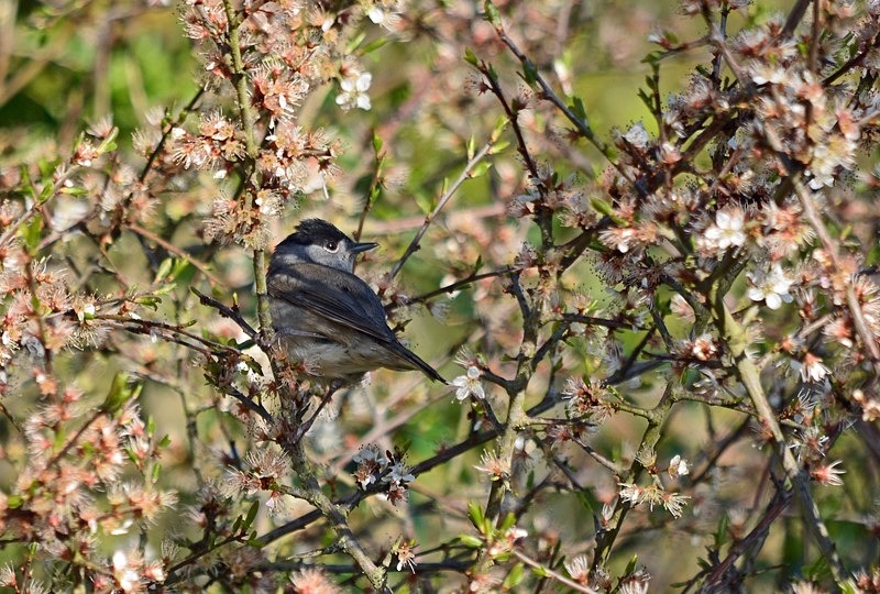 Blackcap - Warblers