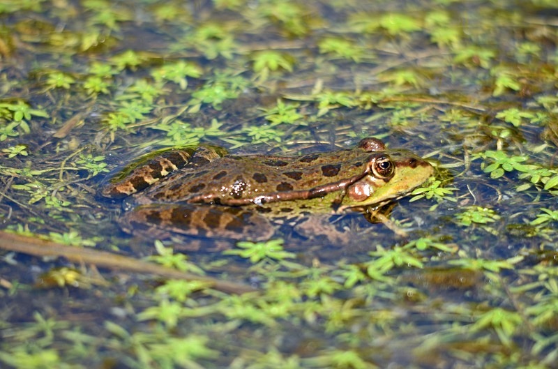 Marsh Frog - Frogs and toads