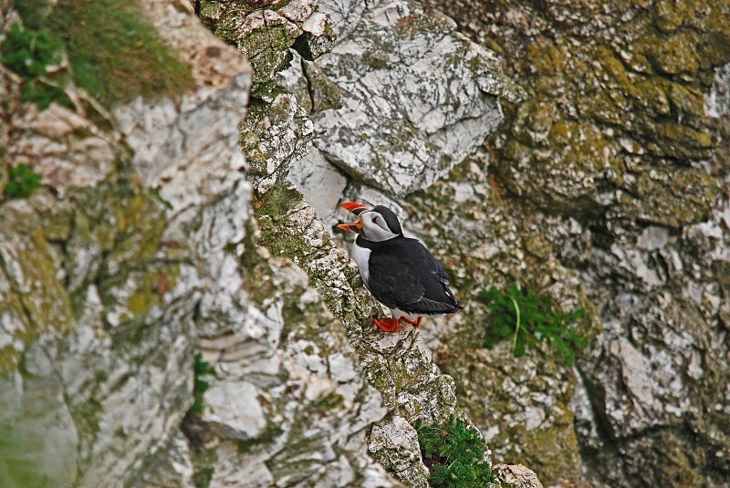 Puffin - Puffins